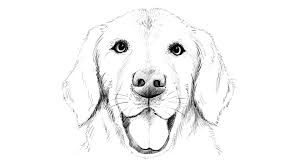 Start with circles and ovals. Pin By Stephanie Ball On Drawing Dog Face Drawing Dog Drawing Dog Drawing Simple