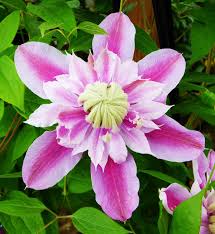 We did not find results for: Gardening Co Existence And Container Clematis Maple Ridge News
