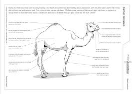 Bust of queen nefertiti, camel, egyptian head, egyptian sphinx, king tutankhamun sarcophagus, mask of tutankhamun. Pin On Egypt Art Ideas