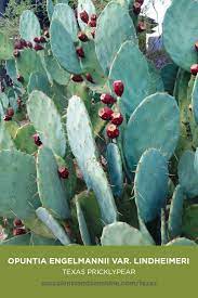 The columnar plant, the closer to the growing point, the more brilliant the red or fuchsia prickles. Opuntia Engelmannii Var Lindheimeri Texas Pricklypear Succulents And Sunshine Succulents Planting Succulents Types Of Succulents