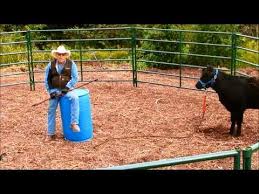 The Ultimate Cow Halter Breaking And Training A Crazy Heifer Cow Cow Products Beef Cow