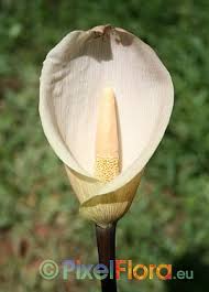 Image result for Amorphophallus abyssinicus