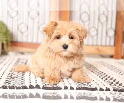 2.8 k & e small breed puppies. Puppyfinder Com Maltipoo Puppies Puppies For Sale Near Me In Florida Usa Page 1 Displays 10
