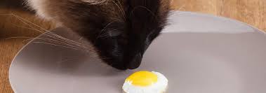 Eggs rich in protein, iron, and other minerals, cooked eggs are a great addition to your feline's diet. Can Cats Eat Eggs Hill S Pet
