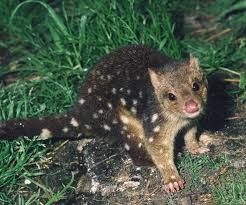 Without other visible harm though, the inhabitants are likely ecologically neutral or beneficial (ie a normal part of the environment). Ground Dwellers