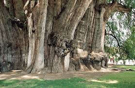 There is a tree in the state of oaxaca, mexico, however, called the big tree of tule, which is thought by many to be the oldest tree in the world. The Oldest Tallest Widest And Biggest Trees In The World I Like To Waste My Time