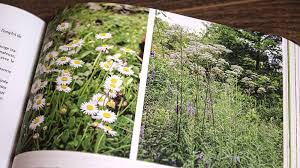 Paquerettes Et Valeriane Officinale Valeriane Officinale Paquerette Valeriane