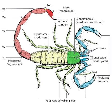Scorpion Anatomy | Ask A Biologist