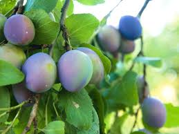 When pruning fruit trees, the following types of growth should be removed: Italian Prune Plum Trees How To Grow A Prune Tree