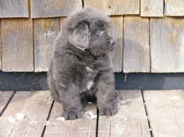 Lancaster puppies pairs newfoundland dog breeders with great people like you! Newfoundland Puppies In Minnesota