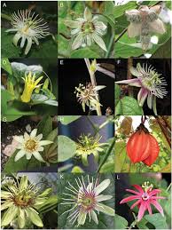 The pharmacy accepts certain health insurance plans for. A Taxonomic Revision Of Passiflora Sect Xerogona Passifloraceae Using Principal Component Analysis1