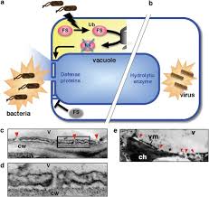 We did not find results for: The Role Of Vacuole In Plant Cell Death Cell Death Differentiation