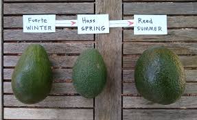 Discover how to choose the best avocados and how to prepare and serve them. What S The Best Kind Of Avocado To Grow Greg Alder S Yard Posts Southern California Food Gardening