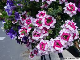 Quelles fleurs mettre en jardinière ? Composer Une Belle Jardiniere De Printemps