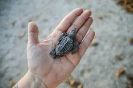The mariposa in park city, utah offers elegant dining & service. Mariposa Luxury Beach Homes Santa Teresa Costa Rica