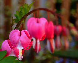Where Do Broken Hearts Go Shade Plants Bleeding Heart Beautiful Flowers