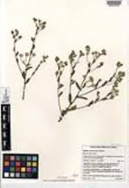 Image result for Pseudoconyza viscosa