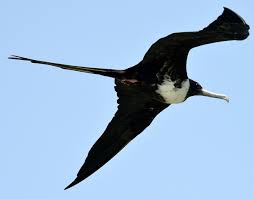 Large Brown Bird With White Stripes On Wings And Tail Pin Ot Polzovatelya Alison Fox Na Doske The Caribbean Bird Trail Jamaica