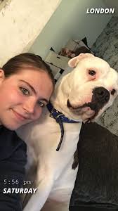 MIGUE & MELEKA * ❤️ REUNITED OAK AVENUE, ICKENHAM, UB10 Missing together  since early evening Owner is Adrian Vanghiu Costea  https://www.doglost.co.uk/dog/199744