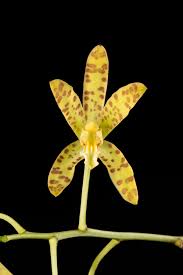 Image result for Ansellia