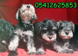 Schnauzer Trasi Minyaturler