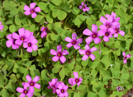 White Wood Sorrel Rosea Oxalis Crassipes Plantas