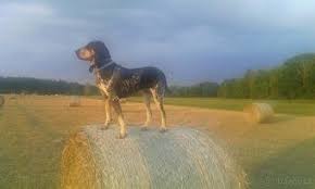 Image result for malý modrý gaskoňský honič