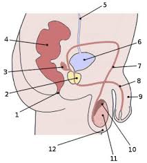 Browse our male anatomy diagram images, graphics, and designs from +79.322 free vectors graphics. Free Anatomy Quiz The Anatomy Of The Male Reproductive System Quiz 1