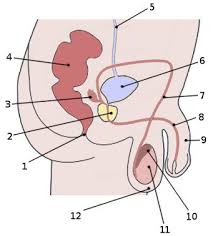 Unlabelled diagram of a human cell … 01.10.1988 · original article enrichment of unlabeled human langerhans cells from epidermal cell suspensions by discontinuous density gradient centrifugation marcel b.m. Free Anatomy Quiz The Anatomy Of The Male Reproductive System Quiz 1