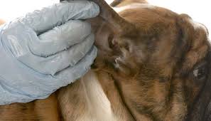What Are Dog Ear Mites And How To Get Rid Of Them Naturally Dog Ear Mites Dog Ear Infection Treatment Dogs Ears Infection