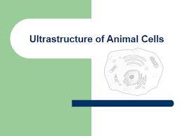 Animal cell parts and function ppt. Animal Cell Structure And Function Powerpoint Teaching Resources