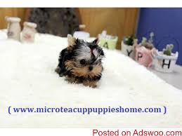 He is the perfect mix of cute and fun! Micro Teacup Puppies For Sale From Reputable Dog Breeder Classified Ads Free Classifieds Free Ads Posting