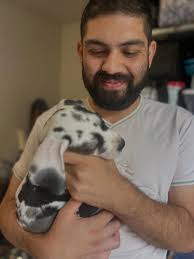 Kane's first photoshoot 📸🎨 #greatdanepuppy #puppiesofinstagram  #greatdanemoments #greatdane #raisingkane