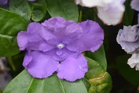 Image result for Brunfelsia pauciflora