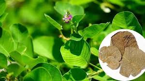 Đặc điểm tự nhiên của kim tiền thảo với phiến lá tròn và lớp lông mịn bao phủ (Nguồn: Sưu tầm)