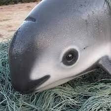 Conserving a critically endangered porpoise. Latest Updates From La Vaquita Marina Facebook