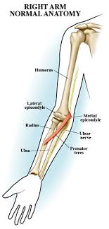 Epicondyle — a projection from a long bone near the articular extremity above or upon the condyle. Elbow Anatomy New York Ny Handsport Surgery Institute