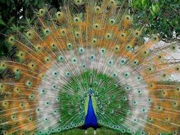 Golden Peacock Beautiful Birds Peacock Peacock Pictures