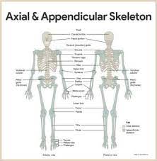 Skeletal System Anatomy And Physiology Nurseslabs Medis Biologi Anatomi