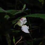 Image result for Impatiens burtonii