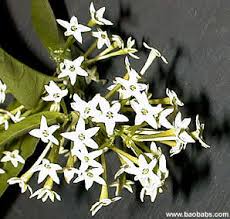 Image result for Cestrum nocturnum