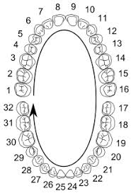 universal numbering system wikipedia