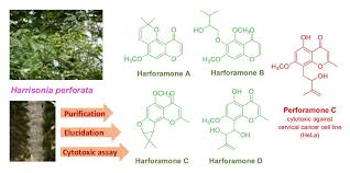 Image result for Harrisonia