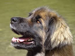 Leonberger puppies for sale nationwide. Leonberger Puppies The Ultimate Guide For New Owners