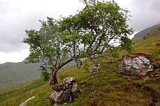 (a) schematic view of the generation of turgor pressure in plant cells. Turgor Pressure Wikipedia