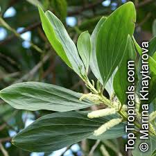 Image result for Acacia mangium
