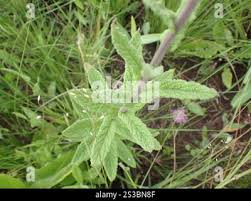 Image result for Vernonia hirsuta