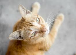 If that's the case, you can certainly treat them at home. Skin Bumps Papulonodular Dermatoses Cats Petmd