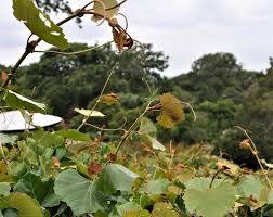 Image result for Rhoicissus tomentosa