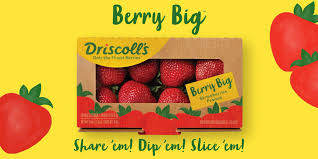 The majority of mexico's exports of fresh strawberries go to the united states. Berry Big Strawberries Driscoll S
